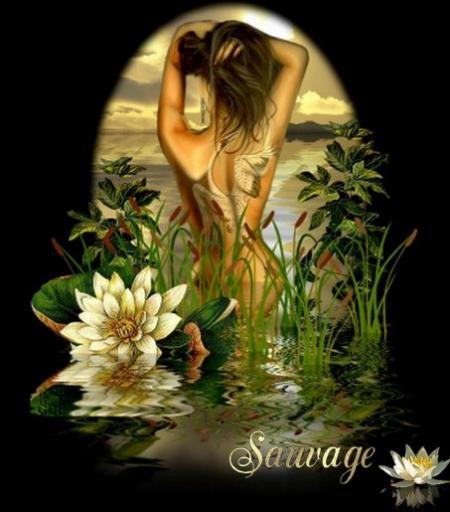 sauvage